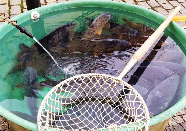 Прага запустила кампанию за гуманное обращение с карпами