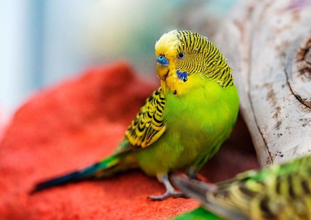 Полиция Чехии обвинила продавщицу зоомагазина в жестоком убийстве попугая