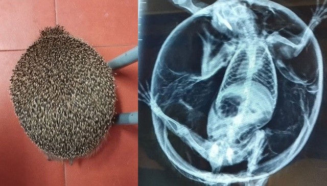 Чешские ветеринары спасли ежа с синдромом воздушного шарика