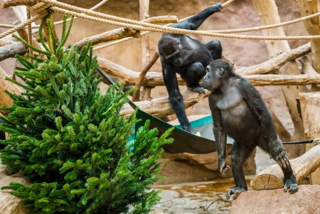 В Пражский зоопарк за 100 крон: праздничная акция для всех