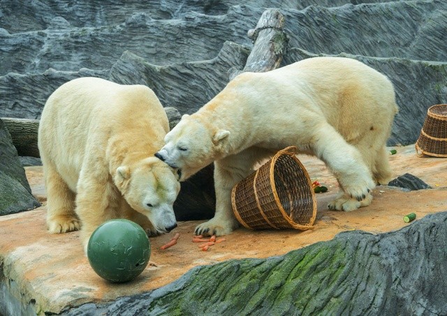 В Пражском зоопарке стартовала акция «Вход за 100 крон для всех». Она продлится 12 дней