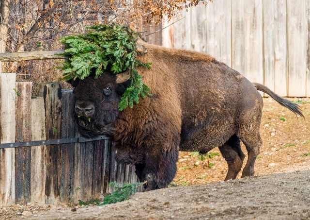Во вторник дети могут бесплатно посетить Пражский зоопарк