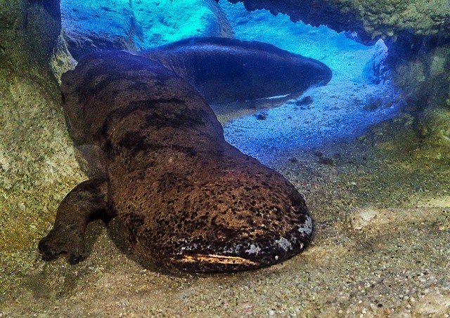 В Пражском зоопарке умер рекордсмен Книги Гиннеса