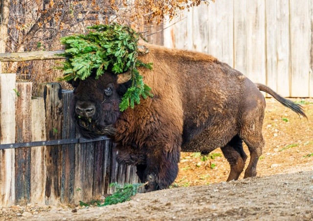 В Праге непроданные ёлки скормили постояльцам зоопарка: видео
