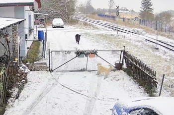 В Чехии домашний пес «нарвался» на кабана: видео