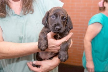 Жителей Праги пригласили поздравить собак в приюте с Рождеством