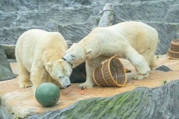 В Пражском зоопарке стартовала акция «Вход за 100 крон для всех». Она продлится 12 дней