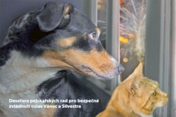 Прага дала советы владельцам собак, как снизить их стресс от пиротехники