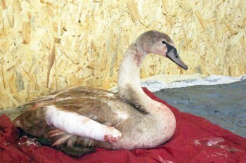 Наглядные фото из Праги: почему стоит отказаться от запуска пиротехники