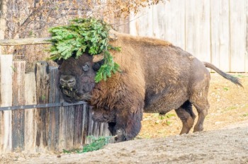В Праге непроданные ёлки скормили постояльцам зоопарка: видео