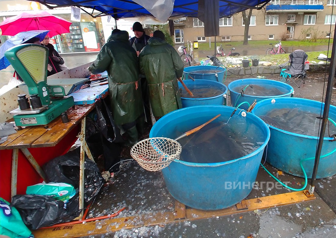 На улицах чешских городов началась продажа рождественского карпа
