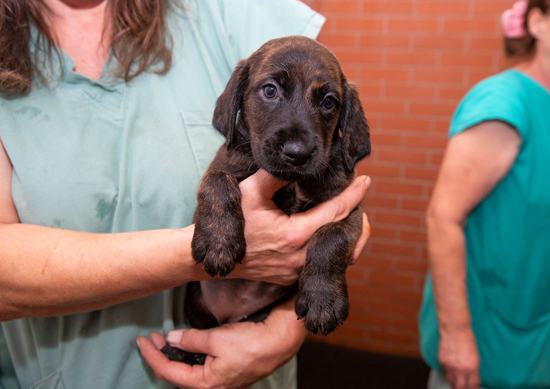 МВД Чехии опубликовало график приема иностранцев в праздничный период