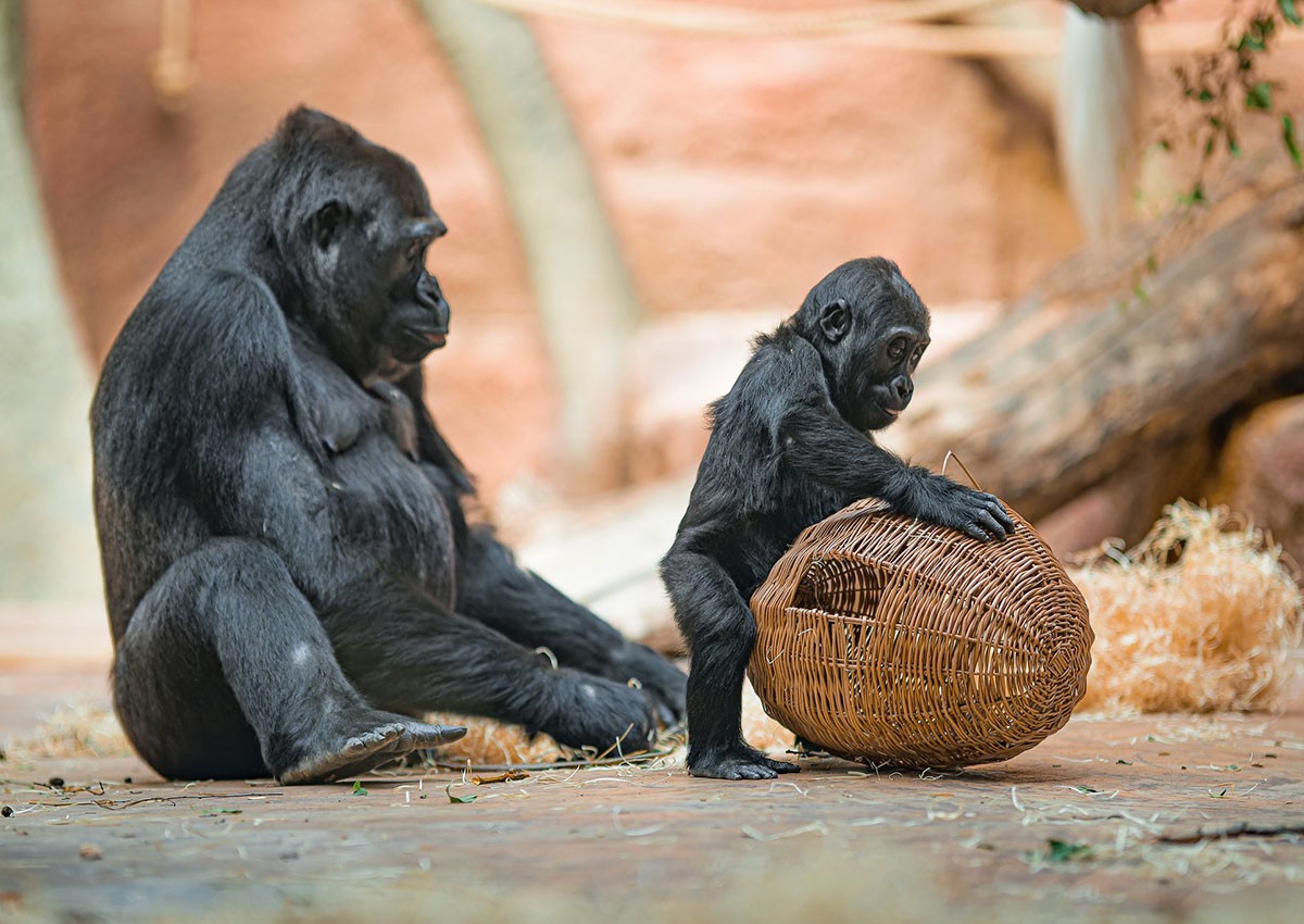 В зоопарке Праги стартовала праздничная акция: вход за 100 крон для всех