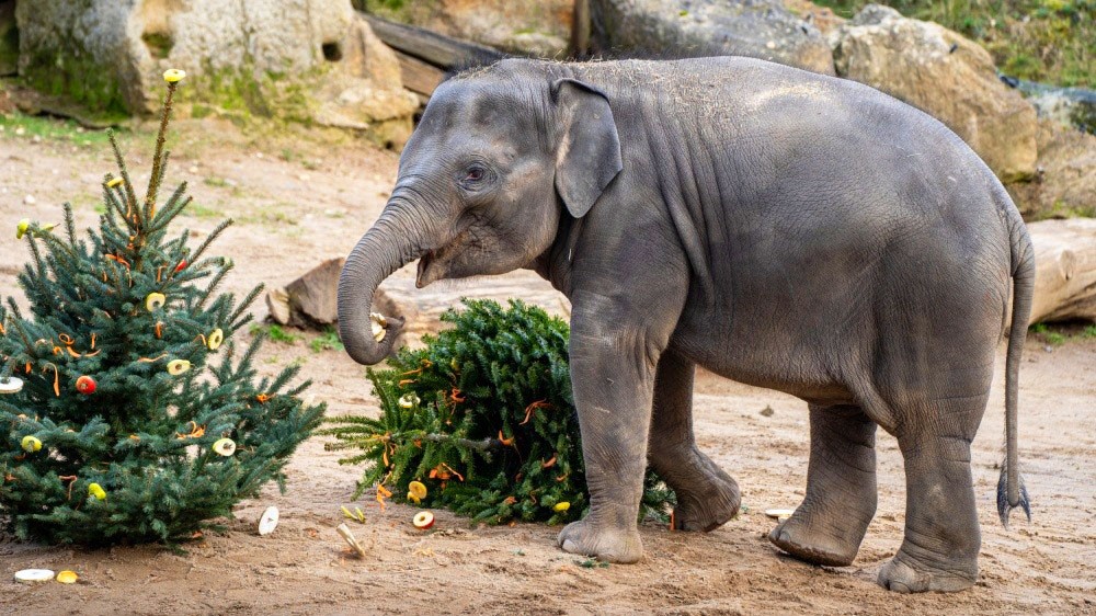В Праге непроданные ёлки скормят постояльцам зоопарка. Посетители смогут это увидеть 
