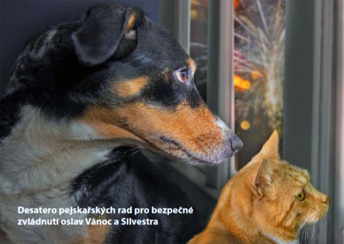 Прага дала советы владельцам собак, как снизить их стресс от пиротехники