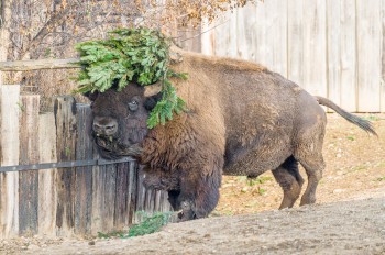 Дети смогут бесплатно посетить Пражский зоопарк в канун Рождества