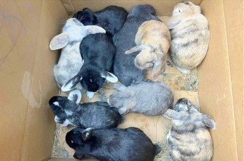 В Чехии неизвестный бросил в лесу коробку с живыми крольчатами