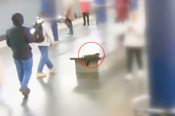 В Праге непорядочный пассажир присвоил найденный ноутбук: видео