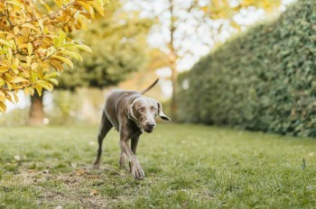 В Чехии соседская собака покусала за лицо 6-летнего мальчика. Никто наказан не будет