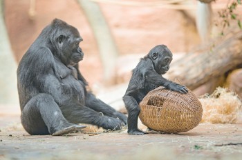 В зоопарке Праги стартовала праздничная акция: вход за 100 крон для всех