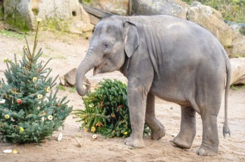 В Праге непроданные ёлки скормят постояльцам зоопарка. Посетители смогут это увидеть 