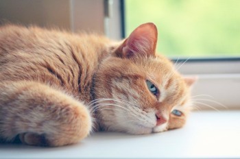 В Чехии продлили предупреждение о сильной жаре