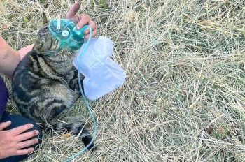 Чешские пожарные спасли кота из горящего дома и дали ему кислород