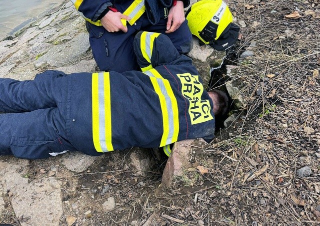 В Праге собака погналась за нутрией и заблудилась в норе. Помогли пожарные: видео