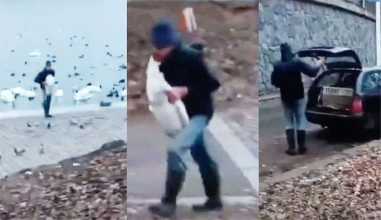 Стал известен мотив кражи лебедей в центре Праги