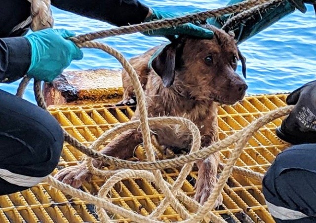 Истощенного пса нашли в открытом море за 200 км от берега