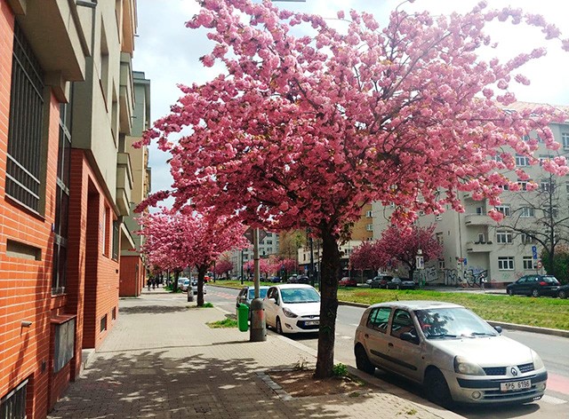 В Чехию идет потепление до 27°C