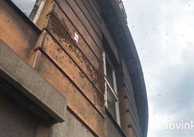Рой пчел облепил здание Городского суда Праги