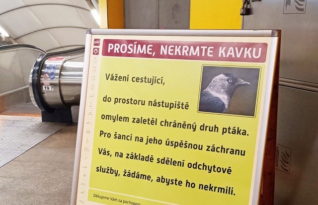 В Праге освободили галку, две недели жившую в метро
