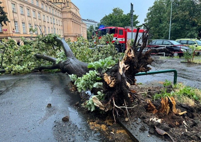 В Праге поваленное грозой дерево упало на прохожих