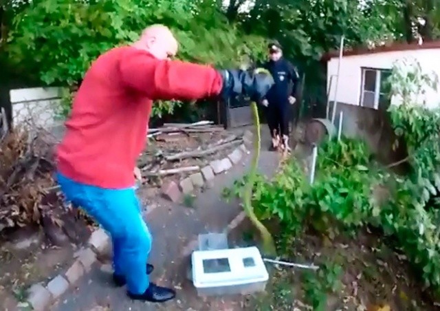 Как в Праге ловили зеленую мамбу: видео