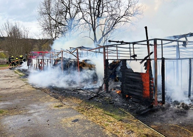 Прокурор и поджигатель конюшни в Праге договорились о наказании. Он заживо сжег 8 лошадей и кошку
