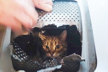 В Чехии пожарные спасли кота из стиральной машины и получили сладкую награду