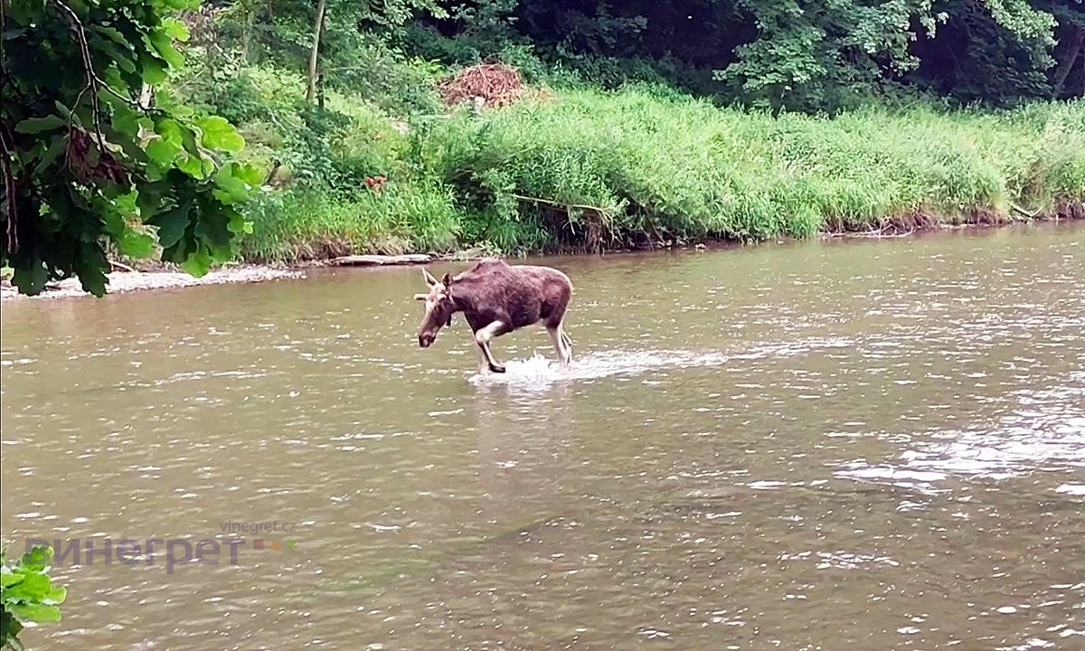 Лось-иностранец наведался в Чехию на водные процедуры: видео