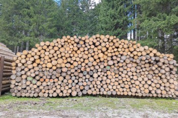 В Чехии мошенник продал иностранцам чужую древесину 