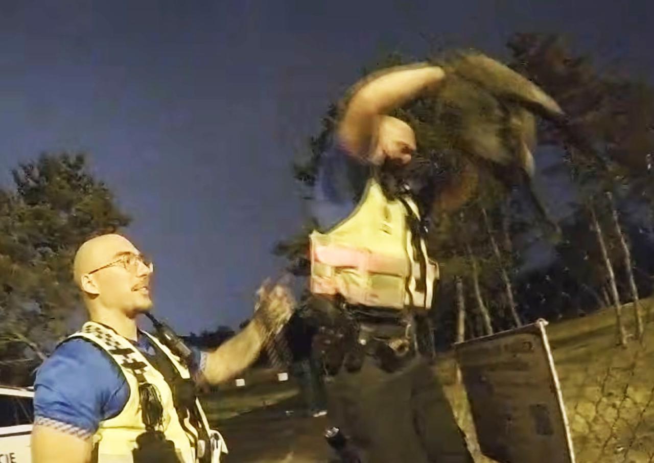 В Праге полицейские помогли ягненку вернуться к стаду: видео