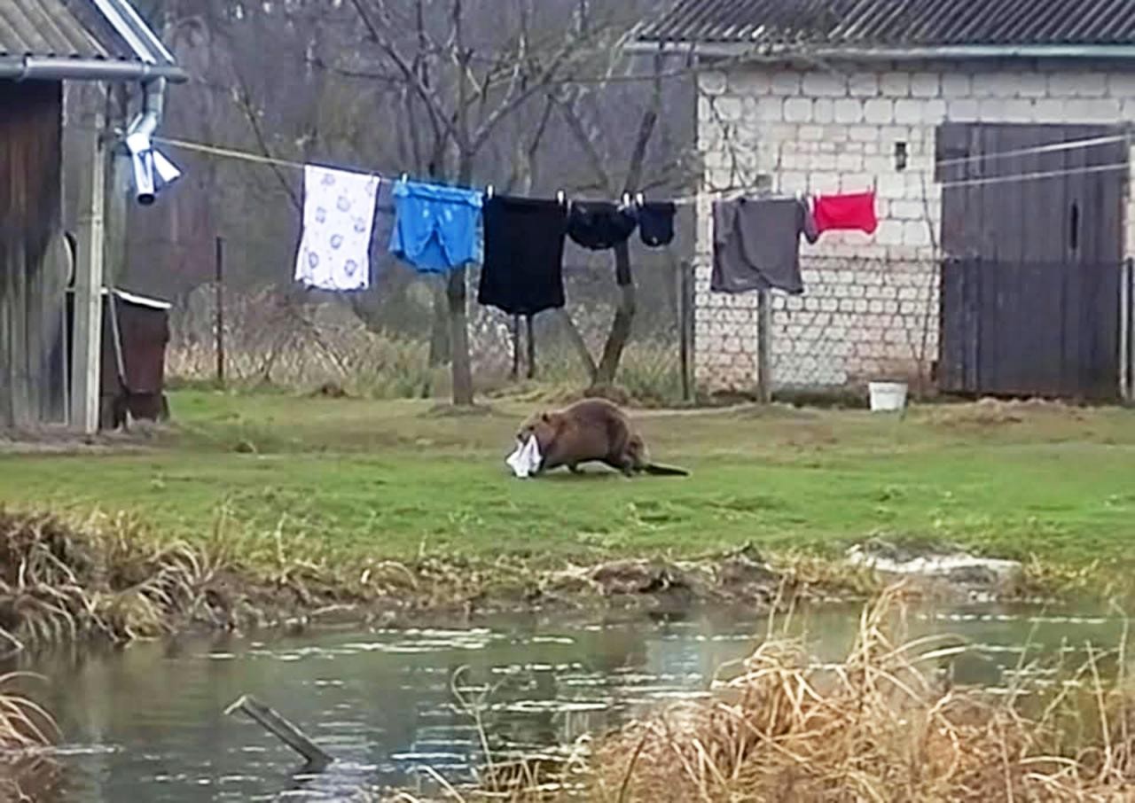 Бобр украл у поляка трусы