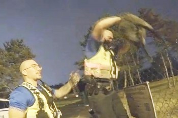 В Праге полицейские помогли ягненку вернуться к стаду: видео