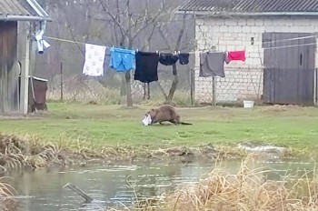Бобр украл у поляка трусы