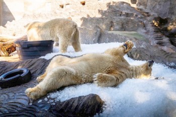 Власти Праги временно запретили разводить огонь и курить в парках